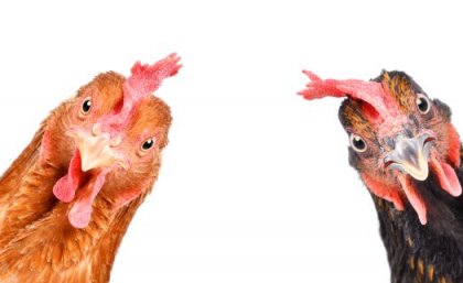 Two red feathered chickens looking straight at the camera